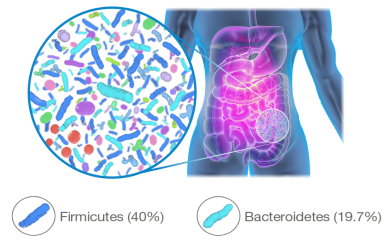 Magnified cross-section of healthy microbiome within colon.